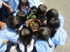 サンシティ聖母幼稚園　トマト・きゅうりの苗植え