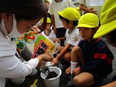サンシティ聖母幼稚園　ゆり組　サクラソウの苗植え