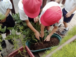 サンシティ聖母幼稚園　ゆり組　枝豆の収穫