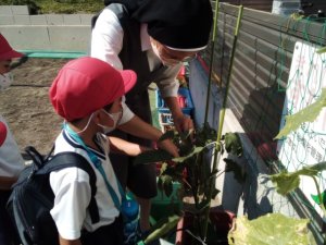 サンシティ聖母幼稚園　野菜の収穫！