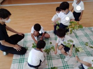 サンシティ聖母幼稚園　ゆり組　枝豆の収穫パート2