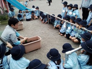 サンシティ聖母幼稚園　ばら組　ひまわり種植え