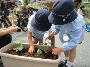 サンシティ聖母幼稚園　ゆり組　苗植え