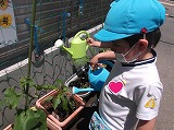 サンシティ聖母幼稚園　ゆり組　野菜畑